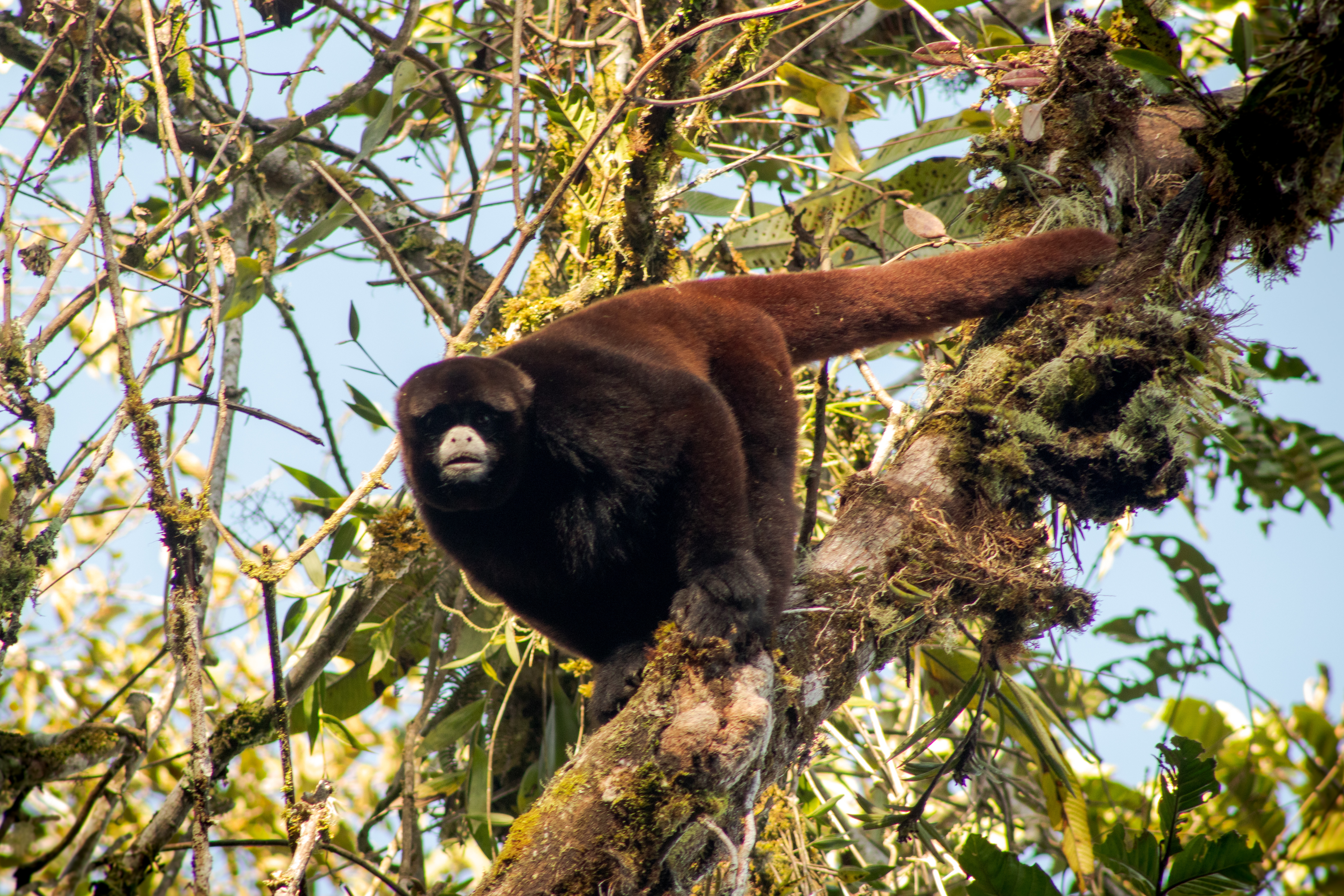 Yellow-tailed wooly monkey (Lagothrix flavicauda)