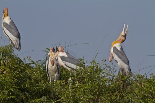 Nesting Endangered greater adjutant (Leptoptilos dubius) at Prek Toal.