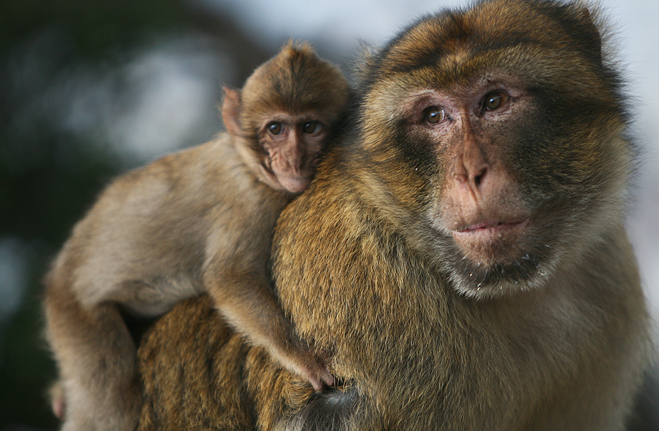 Barbary macaque
