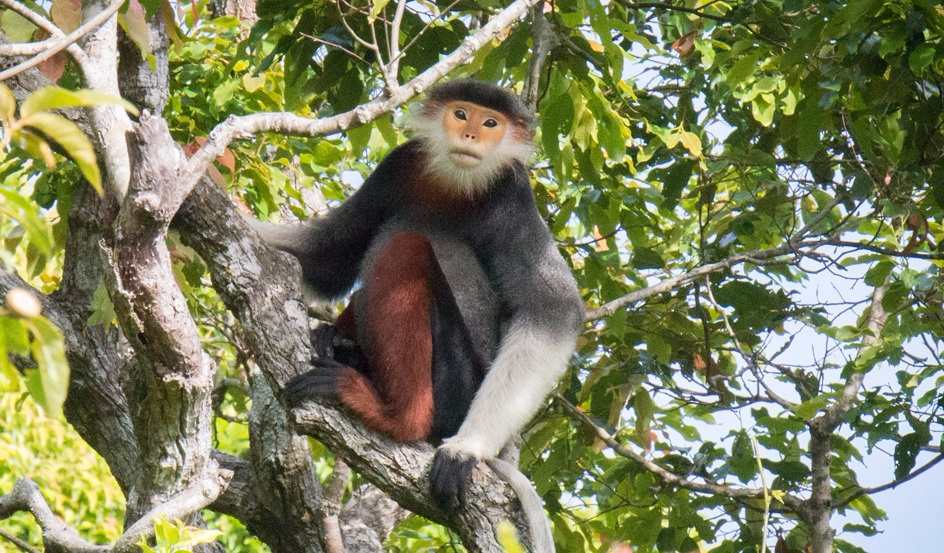 Project Anoulak, in partnership with Fauna & Flora International, is working to improve conservation of CEPF priority species, including the Endangered red-shanked douc (Pygathrix nemaeus), at Nakai Nam Theun National Protected Area in Lao PDR.