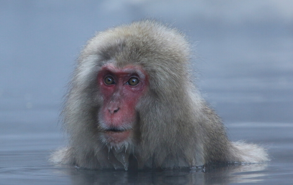 A Japanese macaque, known locally as “snow monkey,” warms up in a natural hot spring.