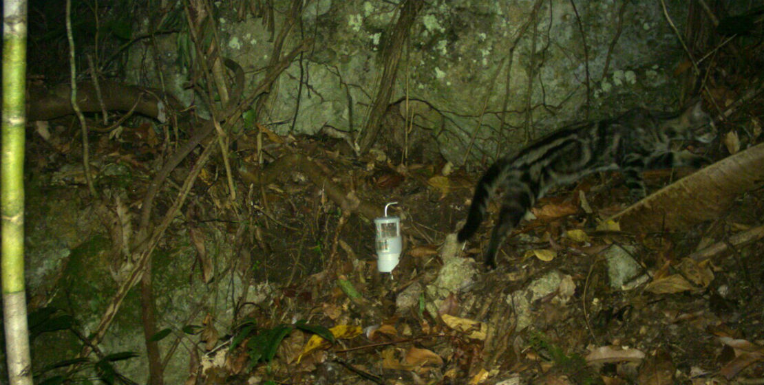 This image is one of over 200 recorded of feral cats during the project. Cats were the most common species recorded at all sites.