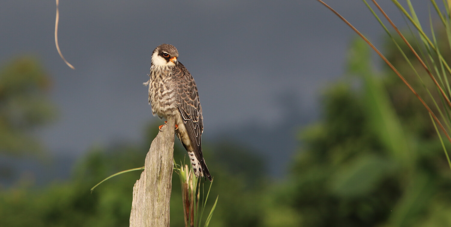 Brown and white falcon birched on top of tall tree stump.