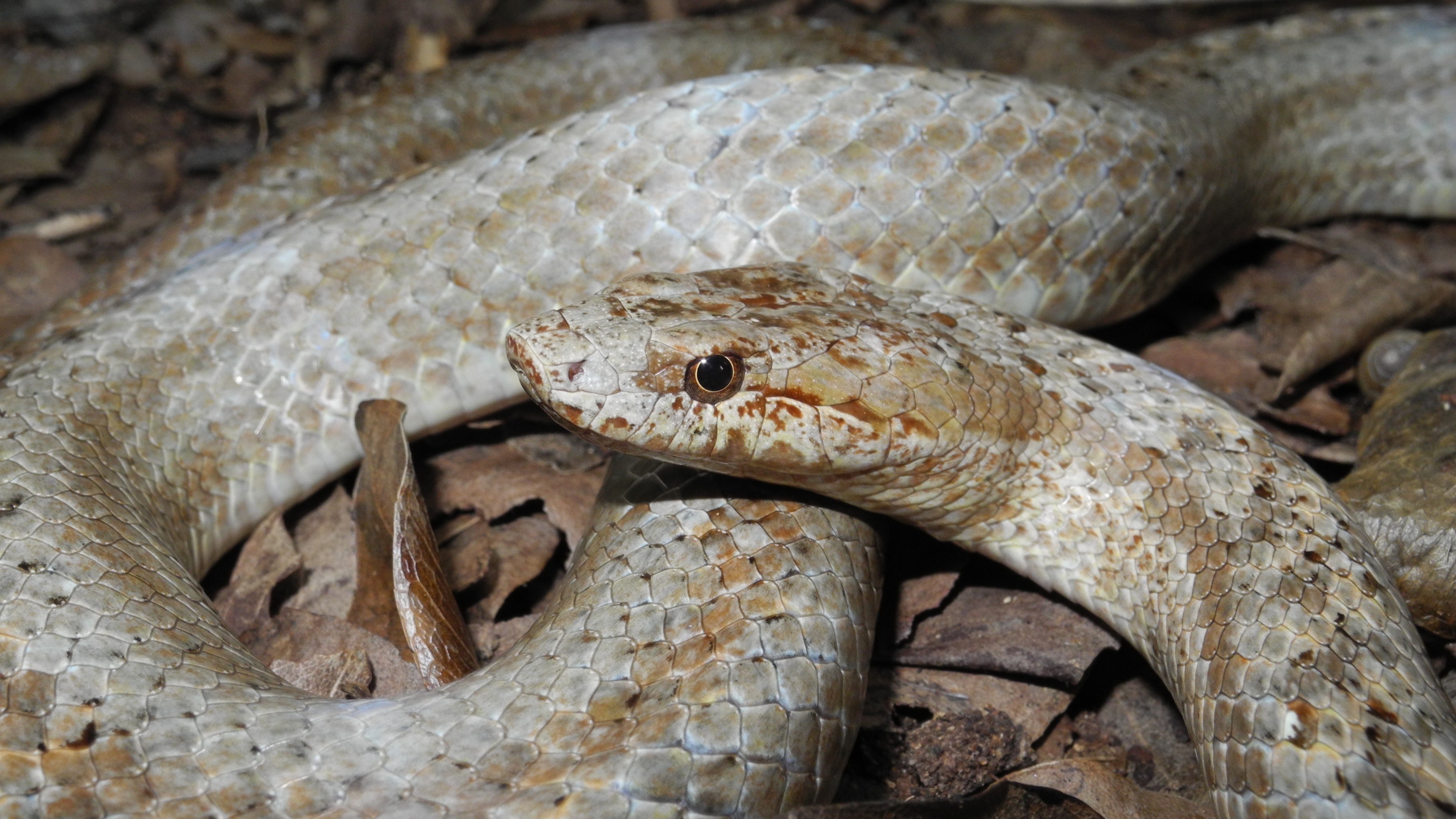 A photo of the Critically Endangered snake species Antiguan racer.