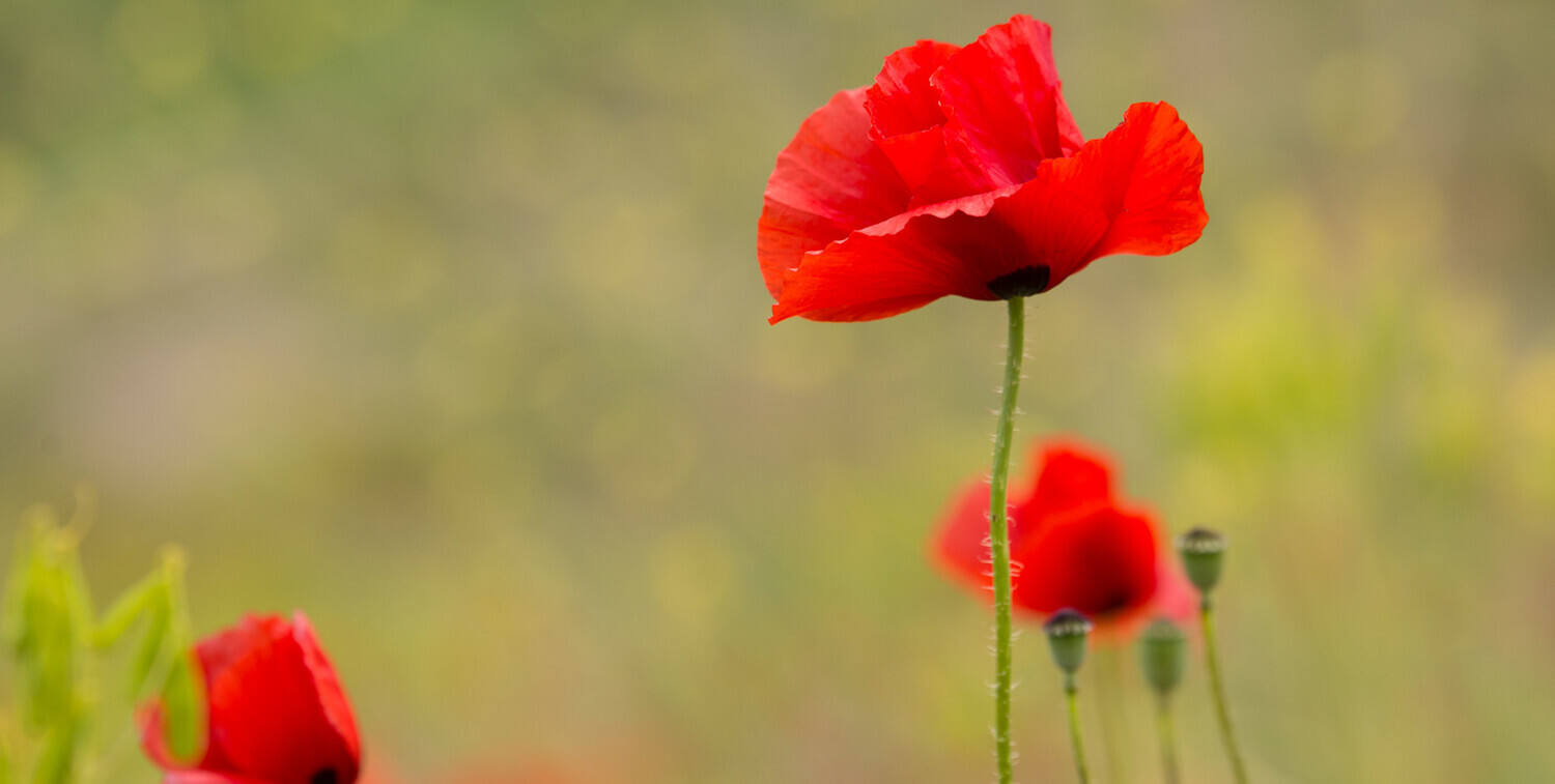 Close-up of a few delicate, red flowers.