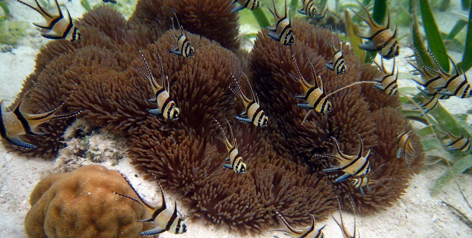 school of yellow and black fish near coral.
