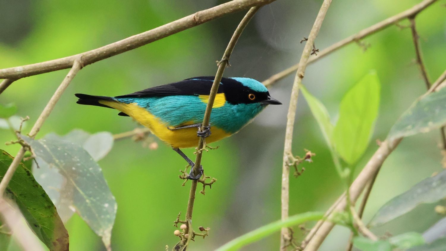 Black-faced Dacnis (Dacnis lineata)