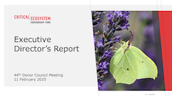 Image of title slide from a meeting presentation including photo of a yellow butterfly.