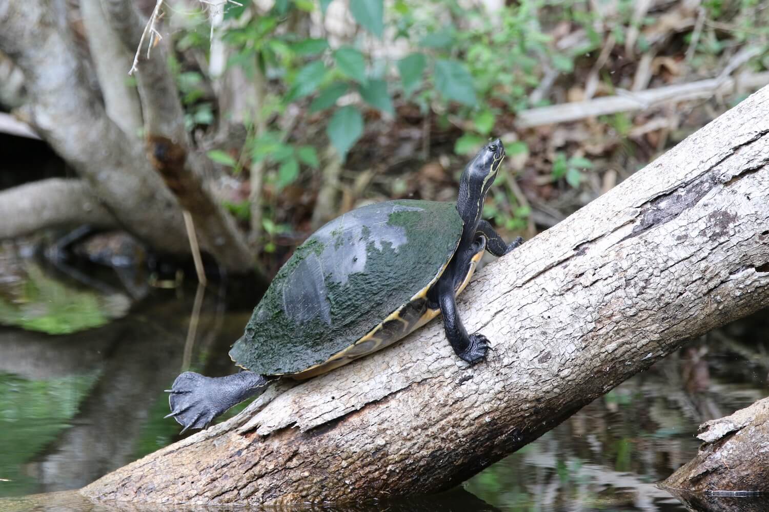 Turtle on log.
