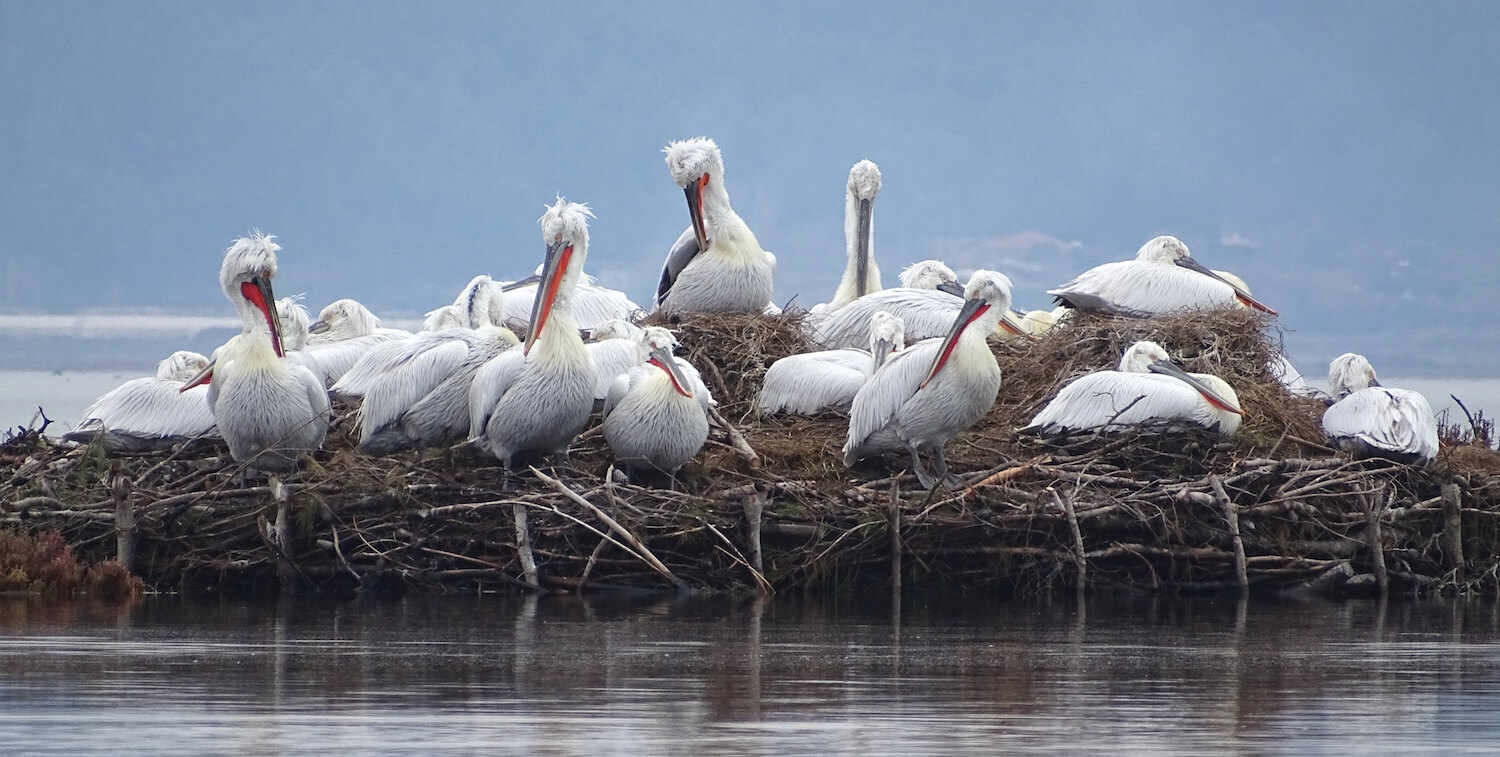About a dozen large, white pelicans on manmade floating raft of sticks and branches.