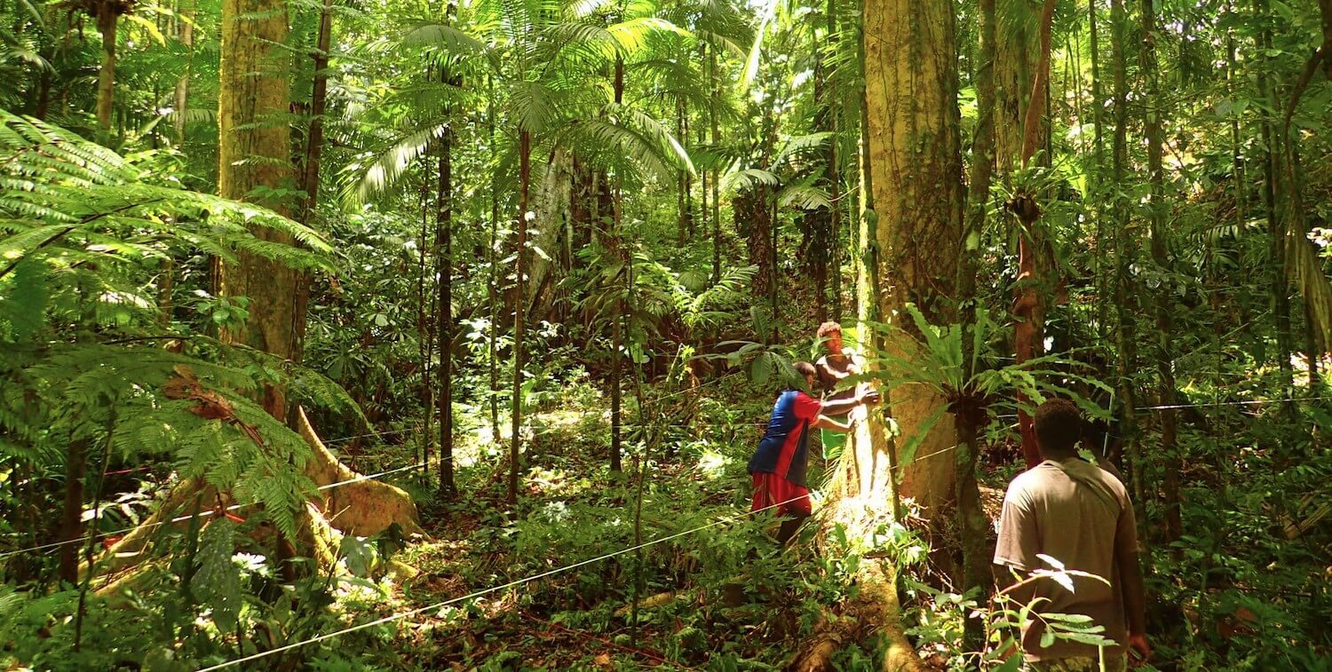 Three people measuring a large tree in a forest.