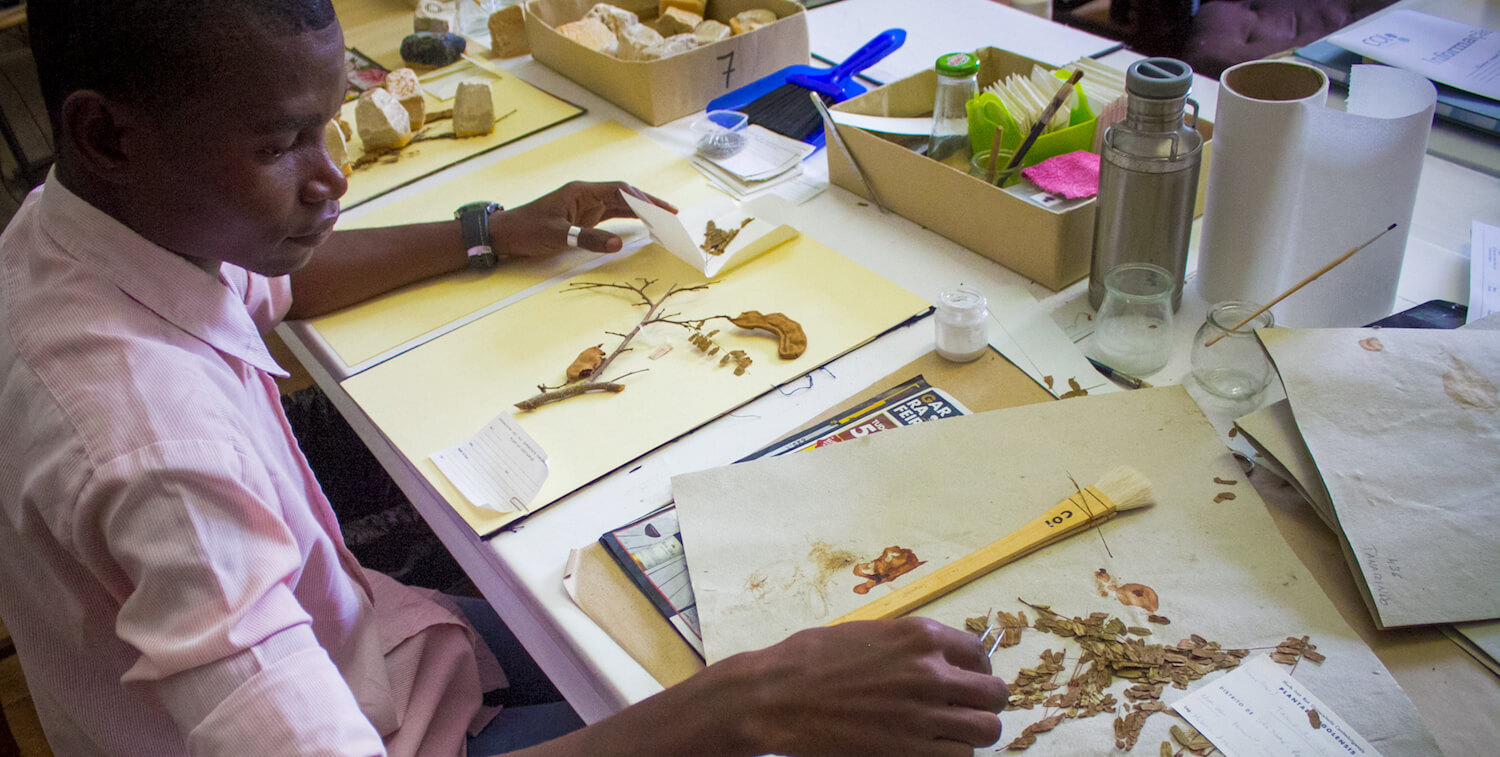 Man sitting at desk, studying dried plant specimens.