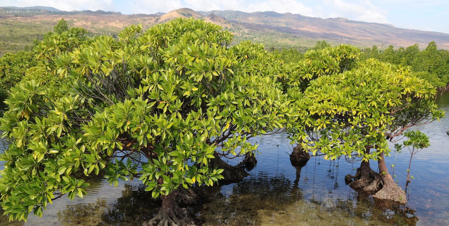 Close-up of green, bush-like plant in mangrove.