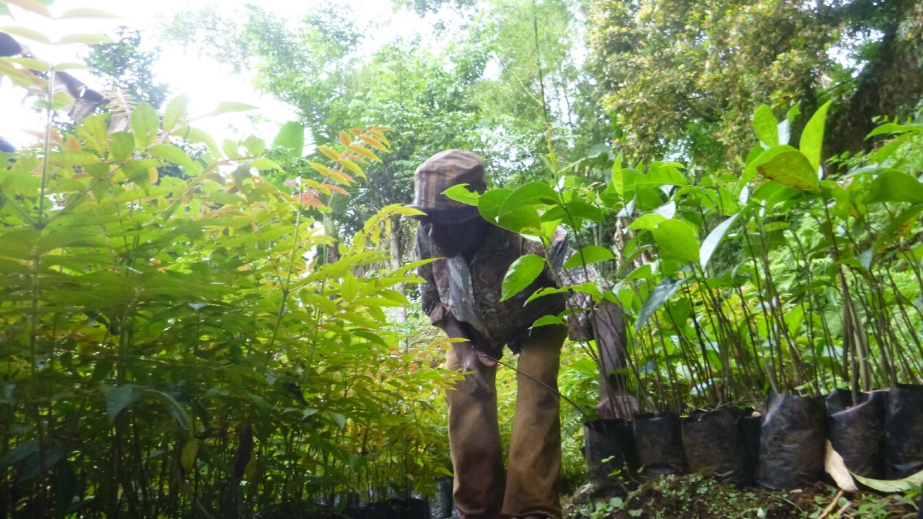 Tree nursery in Anjouan
