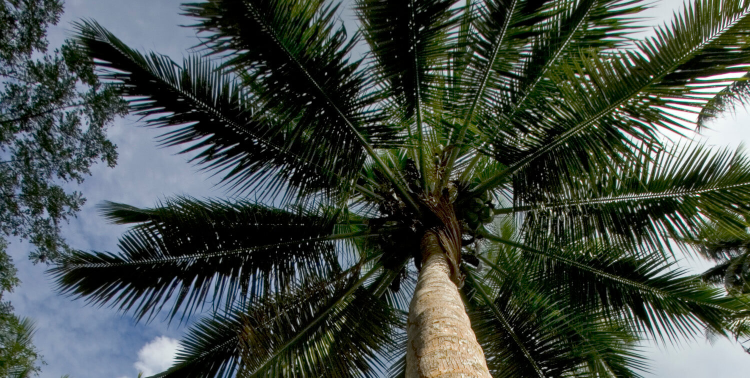 Upward view of large palm tree.