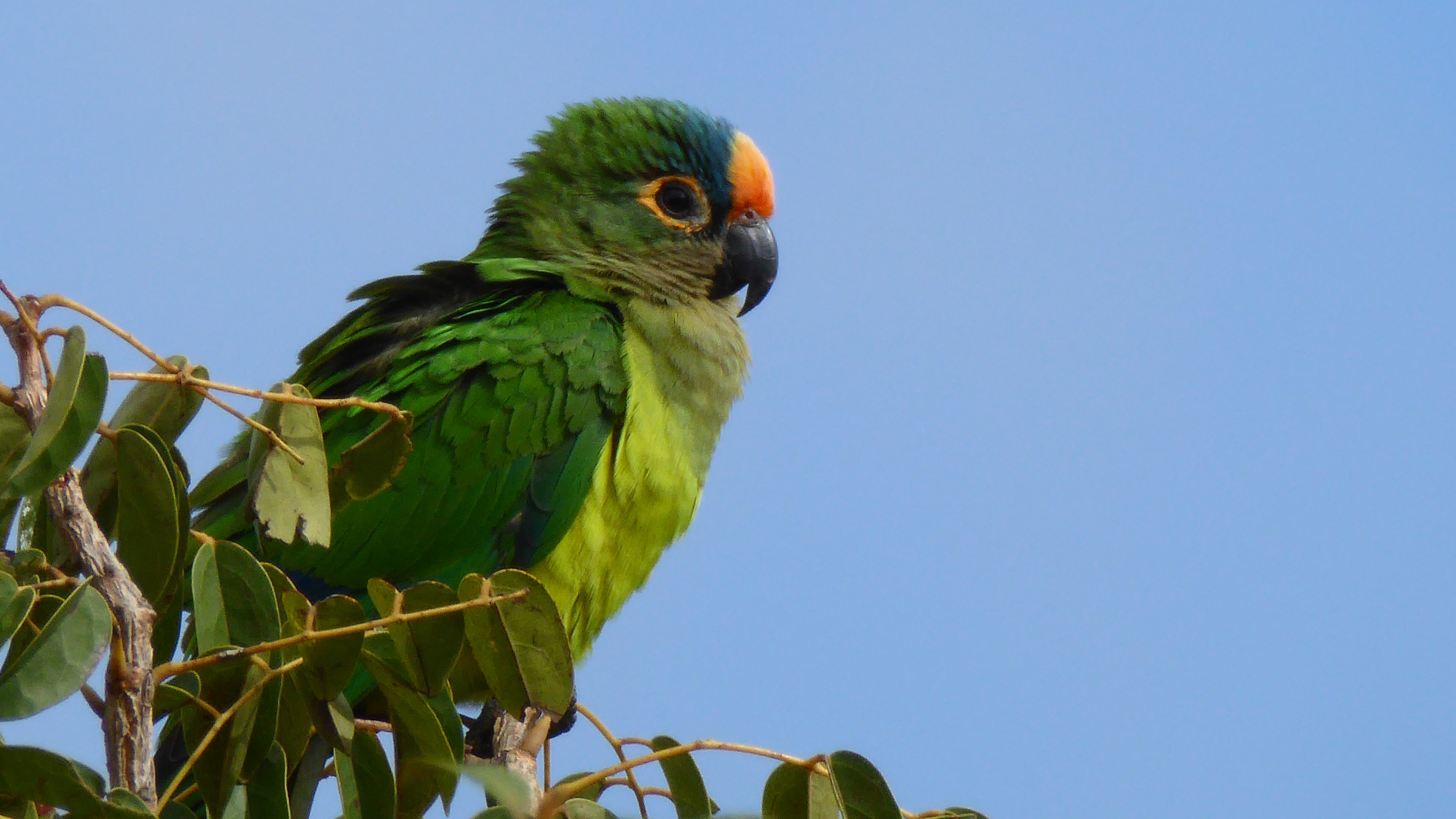 Peach-fronted parakeet (Eupsittula aurea)