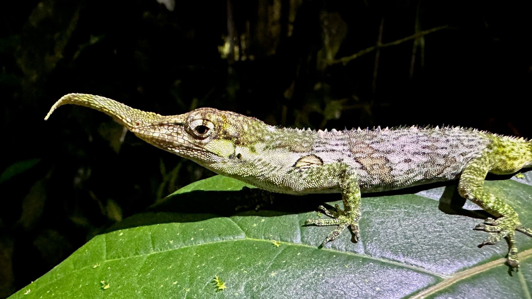 Pinocchio Anole (Anolis proboscis) © O. Langrand