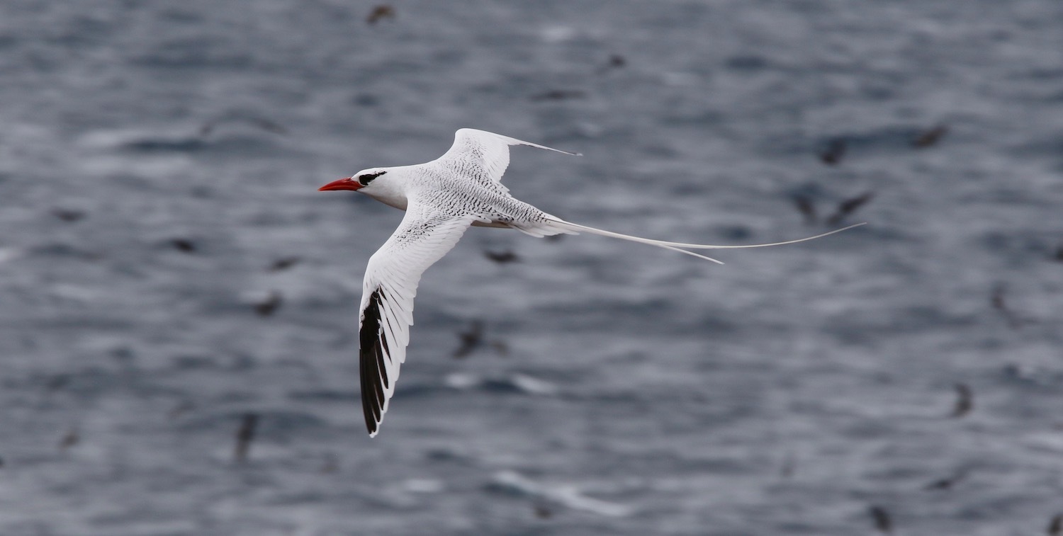 Close-up of white bird with black markings and red beak flying over ocean.