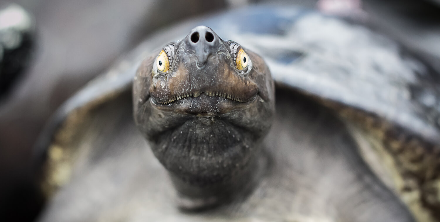 Clsoe-up of turtle looking directly toward camera.