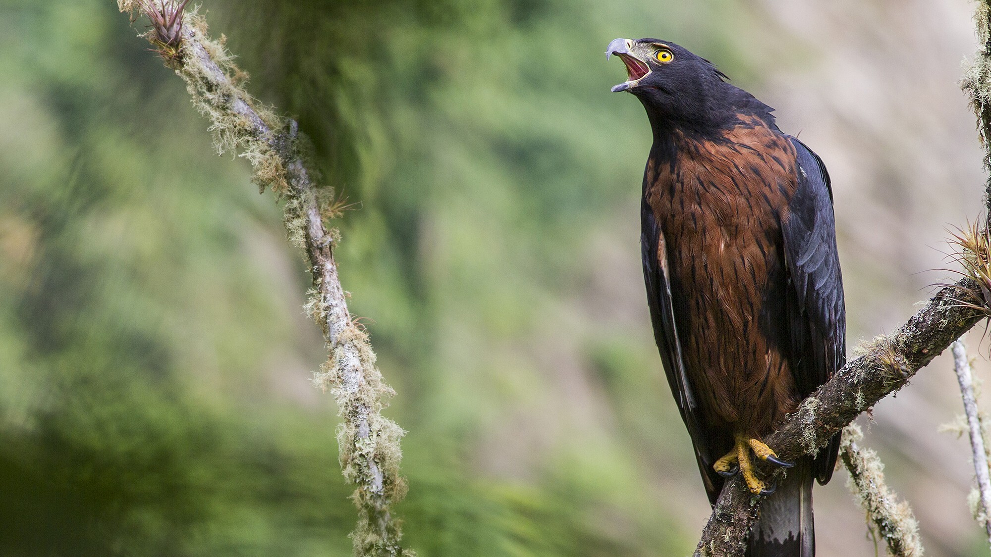 Black-and-chestnut Eagle