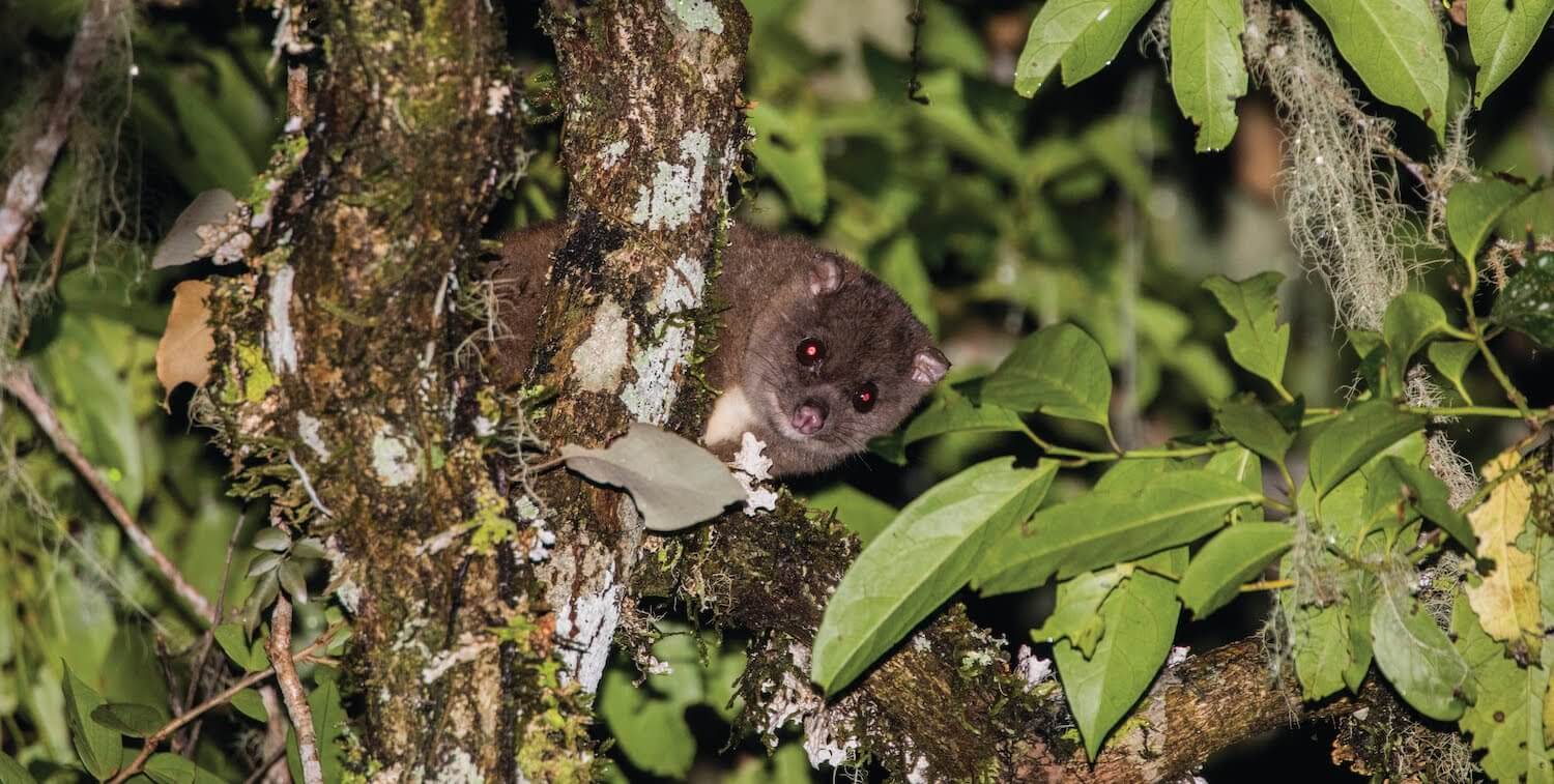 small cuscus in tree
