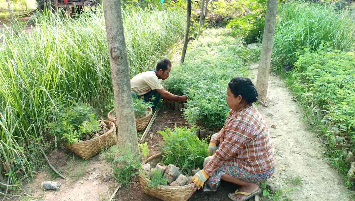 A man and a woman handle tree seedlings in a nursery.