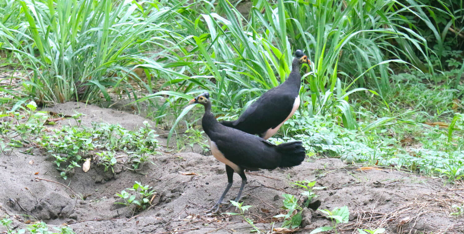 Maleos (Macrocephalon maleo) and nest in North Sulawesi at Muara Pusian Station in Bogani Nani Wartabone National Park.